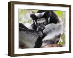 Indri (Indri Indri) Grooming Baby In Rainforest, East-Madagascar, Africa-Konrad Wothe-Framed Photographic Print