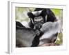 Indri (Indri Indri) Grooming Baby In Rainforest, East-Madagascar, Africa-Konrad Wothe-Framed Photographic Print