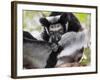 Indri (Indri Indri) Grooming Baby In Rainforest, East-Madagascar, Africa-Konrad Wothe-Framed Photographic Print