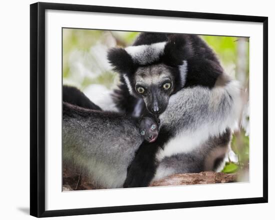 Indri (Indri Indri) Grooming Baby In Rainforest, East-Madagascar, Africa-Konrad Wothe-Framed Photographic Print