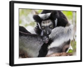 Indri (Indri Indri) Grooming Baby In Rainforest, East-Madagascar, Africa-Konrad Wothe-Framed Photographic Print