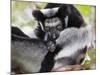 Indri (Indri Indri) Grooming Baby In Rainforest, East-Madagascar, Africa-Konrad Wothe-Mounted Photographic Print