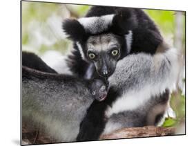 Indri (Indri Indri) Grooming Baby In Rainforest, East-Madagascar, Africa-Konrad Wothe-Mounted Photographic Print