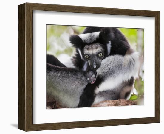 Indri (Indri Indri) Grooming Baby In Rainforest, East-Madagascar, Africa-Konrad Wothe-Framed Photographic Print