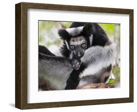 Indri (Indri Indri) Grooming Baby In Rainforest, East-Madagascar, Africa-Konrad Wothe-Framed Photographic Print