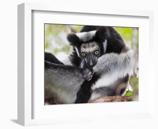 Indri (Indri Indri) Grooming Baby In Rainforest, East-Madagascar, Africa-Konrad Wothe-Framed Photographic Print