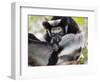 Indri (Indri Indri) Grooming Baby In Rainforest, East-Madagascar, Africa-Konrad Wothe-Framed Photographic Print