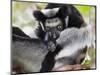 Indri (Indri Indri) Grooming Baby In Rainforest, East-Madagascar, Africa-Konrad Wothe-Mounted Photographic Print