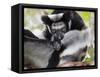 Indri (Indri Indri) Grooming Baby In Rainforest, East-Madagascar, Africa-Konrad Wothe-Framed Stretched Canvas
