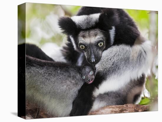 Indri (Indri Indri) Grooming Baby In Rainforest, East-Madagascar, Africa-Konrad Wothe-Stretched Canvas