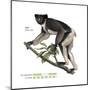 Indri (Indri Indri), Lemur, Mammals-Encyclopaedia Britannica-Mounted Poster