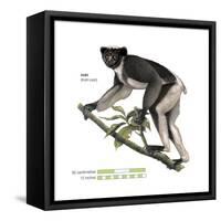 Indri (Indri Indri), Lemur, Mammals-Encyclopaedia Britannica-Framed Stretched Canvas