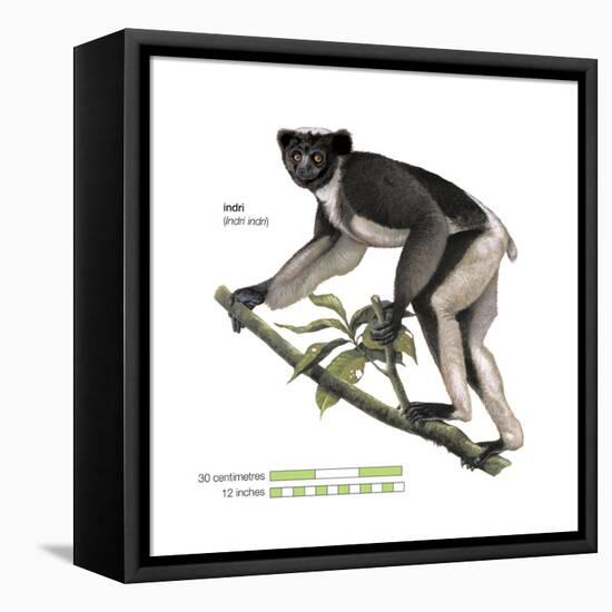 Indri (Indri Indri), Lemur, Mammals-Encyclopaedia Britannica-Framed Stretched Canvas