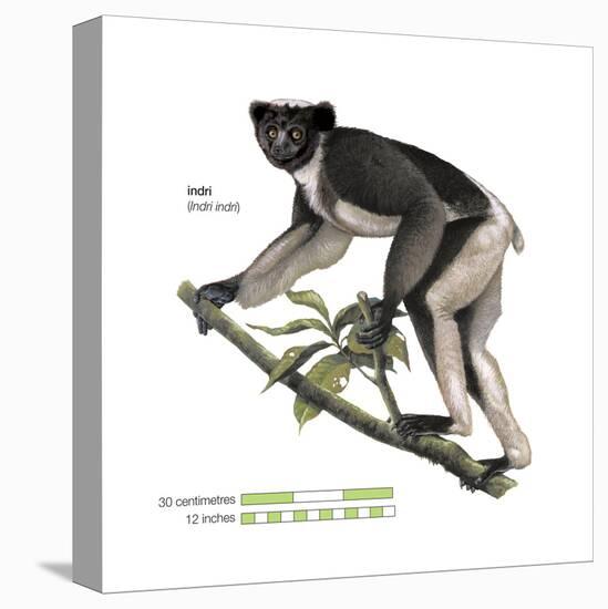 Indri (Indri Indri), Lemur, Mammals-Encyclopaedia Britannica-Stretched Canvas