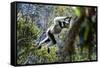 Indri leaping through the rain forest canopy, Madagascar-Nick Garbutt-Framed Stretched Canvas