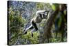 Indri leaping through the rain forest canopy, Madagascar-Nick Garbutt-Stretched Canvas