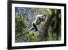 Indri leaping through the rain forest canopy, Madagascar-Nick Garbutt-Framed Photographic Print