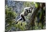 Indri leaping through the rain forest canopy, Madagascar-Nick Garbutt-Mounted Photographic Print