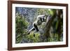 Indri leaping through the rain forest canopy, Madagascar-Nick Garbutt-Framed Photographic Print