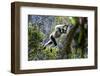 Indri leaping through the rain forest canopy, Madagascar-Nick Garbutt-Framed Photographic Print