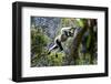 Indri leaping through the rain forest canopy, Madagascar-Nick Garbutt-Framed Photographic Print