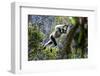 Indri leaping through the rain forest canopy, Madagascar-Nick Garbutt-Framed Photographic Print