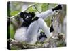 Indri Lemur Sitting on a Tree, Andasibe-Mantadia National Park, Madagascar-null-Stretched Canvas