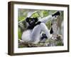 Indri Lemur Sitting on a Tree, Andasibe-Mantadia National Park, Madagascar-null-Framed Photographic Print