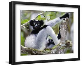 Indri Lemur Sitting on a Tree, Andasibe-Mantadia National Park, Madagascar-null-Framed Photographic Print