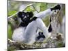 Indri Lemur Sitting on a Tree, Andasibe-Mantadia National Park, Madagascar-null-Mounted Photographic Print