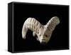 Indus Valley Civilization : Head of a Goat, Bronze Age-null-Framed Stretched Canvas