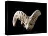 Indus Valley Civilization : Head of a Goat, Bronze Age-null-Stretched Canvas