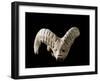 Indus Valley Civilization : Head of a Goat, Bronze Age-null-Framed Photographic Print