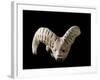 Indus Valley Civilization : Head of a Goat, Bronze Age-null-Framed Photographic Print