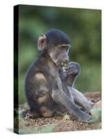 Infant Chacma Baboon (Papio Ursinus) Eating, Kruger National Park, South Africa, Africa-James Hager-Stretched Canvas