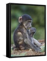 Infant Chacma Baboon (Papio Ursinus) Eating, Kruger National Park, South Africa, Africa-James Hager-Framed Stretched Canvas