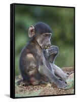 Infant Chacma Baboon (Papio Ursinus) Eating, Kruger National Park, South Africa, Africa-James Hager-Framed Stretched Canvas