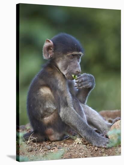 Infant Chacma Baboon (Papio Ursinus) Eating, Kruger National Park, South Africa, Africa-James Hager-Stretched Canvas