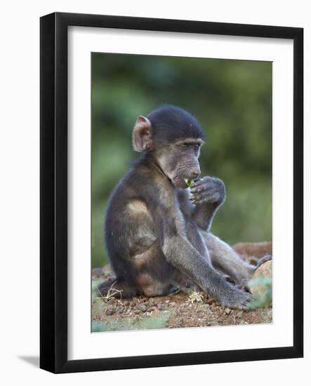 Infant Chacma Baboon (Papio Ursinus) Eating, Kruger National Park, South Africa, Africa-James Hager-Framed Photographic Print
