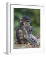 Infant Chacma Baboon (Papio Ursinus) Eating, Kruger National Park, South Africa, Africa-James Hager-Framed Photographic Print