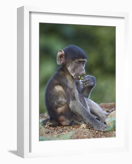 Infant Chacma Baboon (Papio Ursinus) Eating, Kruger National Park, South Africa, Africa-James Hager-Framed Photographic Print