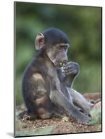 Infant Chacma Baboon (Papio Ursinus) Eating, Kruger National Park, South Africa, Africa-James Hager-Mounted Photographic Print