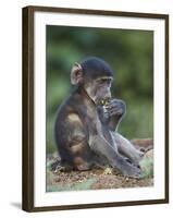 Infant Chacma Baboon (Papio Ursinus) Eating, Kruger National Park, South Africa, Africa-James Hager-Framed Photographic Print