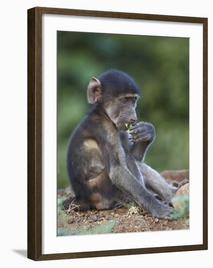 Infant Chacma Baboon (Papio Ursinus) Eating, Kruger National Park, South Africa, Africa-James Hager-Framed Photographic Print