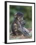 Infant Chacma Baboon (Papio Ursinus) Eating, Kruger National Park, South Africa, Africa-James Hager-Framed Photographic Print