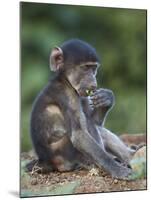 Infant Chacma Baboon (Papio Ursinus) Eating, Kruger National Park, South Africa, Africa-James Hager-Mounted Photographic Print