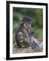 Infant Chacma Baboon (Papio Ursinus) Eating, Kruger National Park, South Africa, Africa-James Hager-Framed Photographic Print