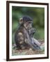 Infant Chacma Baboon (Papio Ursinus) Eating, Kruger National Park, South Africa, Africa-James Hager-Framed Photographic Print