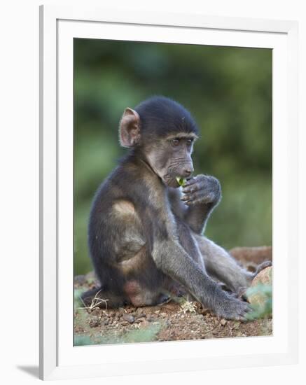 Infant Chacma Baboon (Papio Ursinus) Eating, Kruger National Park, South Africa, Africa-James Hager-Framed Photographic Print