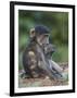 Infant Chacma Baboon (Papio Ursinus) Eating, Kruger National Park, South Africa, Africa-James Hager-Framed Photographic Print